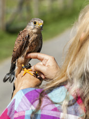 Turmfalke