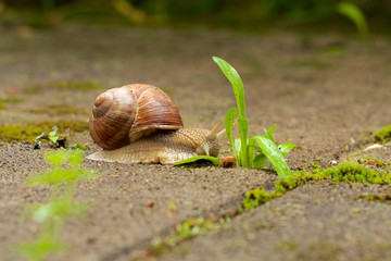 Schnecke