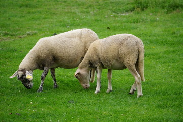 Moutons