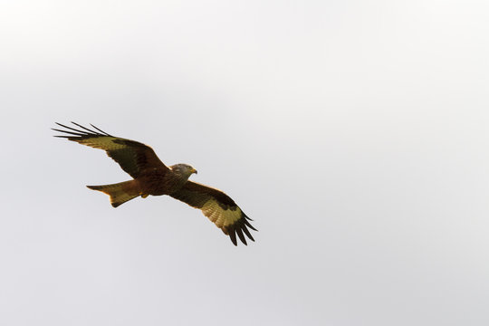 Red Kite  (Milvus-milvus)