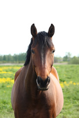 Obraz premium Beautiful bay horse at the field