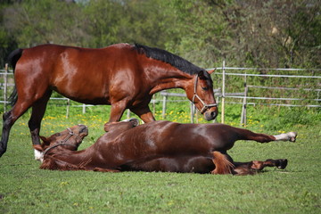 Obraz premium Chestnut horse rolling on the grass in summer