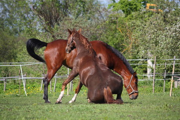 Chestnut horse rolling on the grass in summer