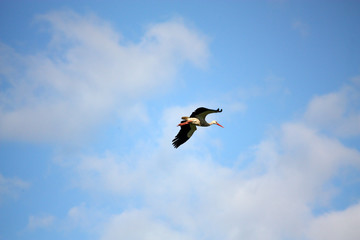 White stork flying in the sky