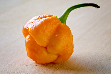 peperoncino super piccante trinidad moruga yellow