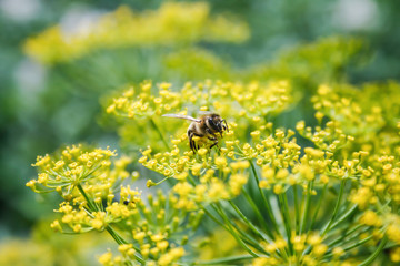 Bee collecting pollen