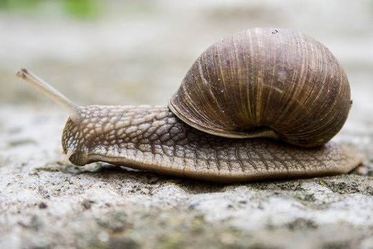 Snail moving