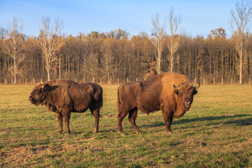 aurochs