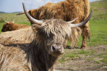 Highland cattle