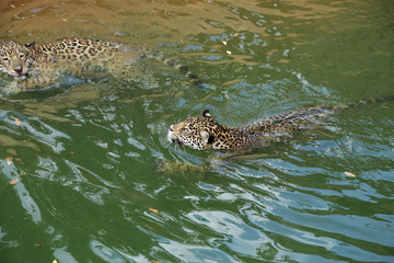 jaguar tiger cat resting and swimming