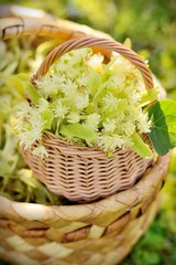 Fototapeta na wymiar medical linden flowers in a rustik basket