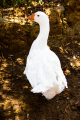 Goose