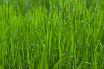 Fototapeta na wymiar drops of dew on a green grass