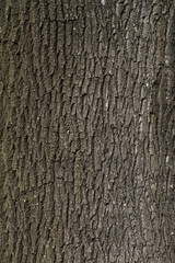 Obraz premium Tree bark texture