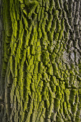 moss and bark texture