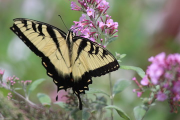 Butterfly on Plant