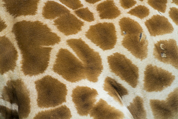 Giraffe skin