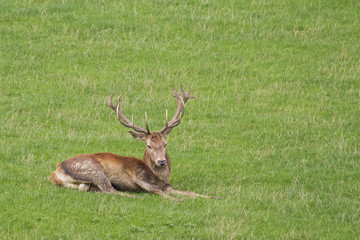 Naklejka na ściany i meble Red deer (Cervus elaphus)