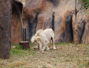 white lion resting