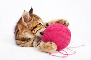 Tabby kitten playing with a ball of yarn