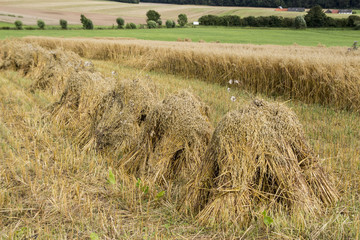 Haferhocken (Haferhüchel) bei Goddelsheim