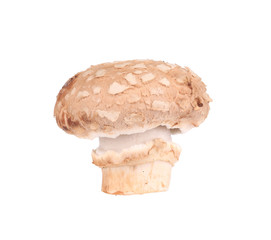 Brown champignon mushroom.