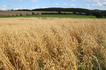 Feld mit Hafer