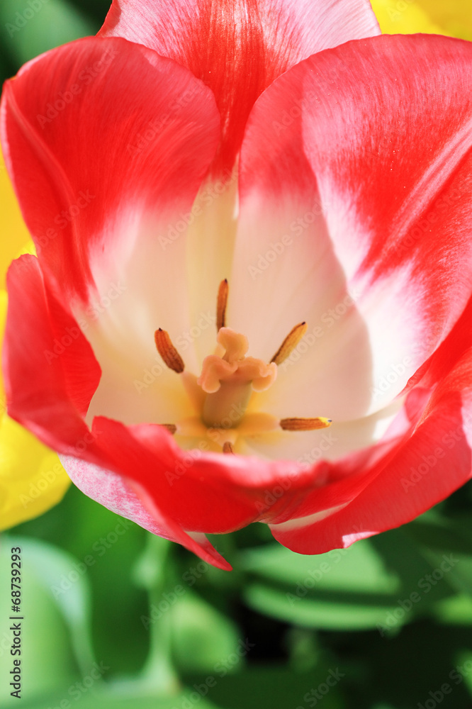 Canvas Prints Spring Tulips