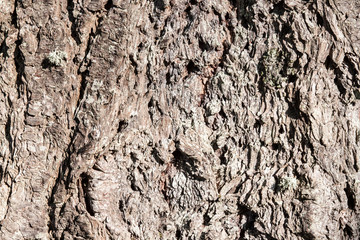 bark of a fir tree