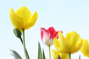 Spring Tulips