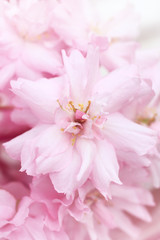 Naklejka na ściany i meble Spring Japanese cherry blossom