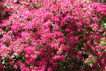 Pink Azalea blooming bush