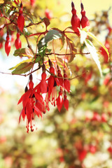 Fuchsia bush in an ornamental garden