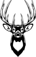 Whitetail Deer Head