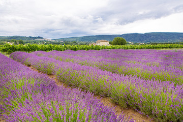 Obraz na płótnie Canvas Lavender fields near Valensole in Provence, France.