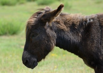Fototapeta premium Brauner Esel