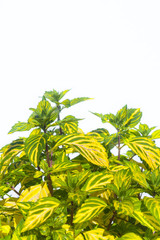 Fresh herbs from the garden