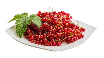 Red currant
