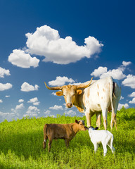 Longhorn Cow and Calves