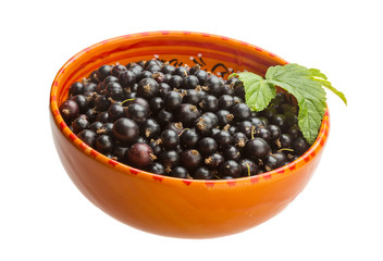 Black currant