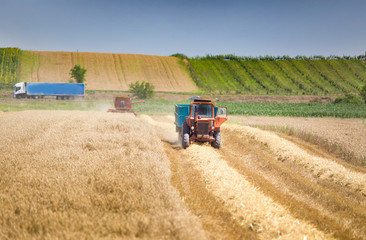 Obraz premium Harvesting