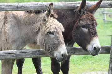 Donkey& 39 s (Marron &amp  Gris)