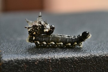 chenille parasite sur pin