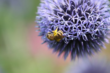 Blume und fleißiger Pollensammler
