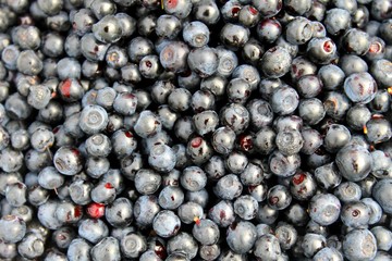 Blackberries