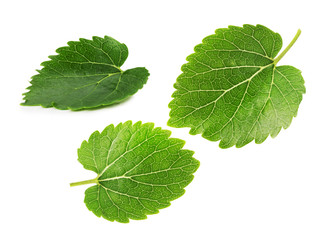 mulberry leaves isolated on the white background