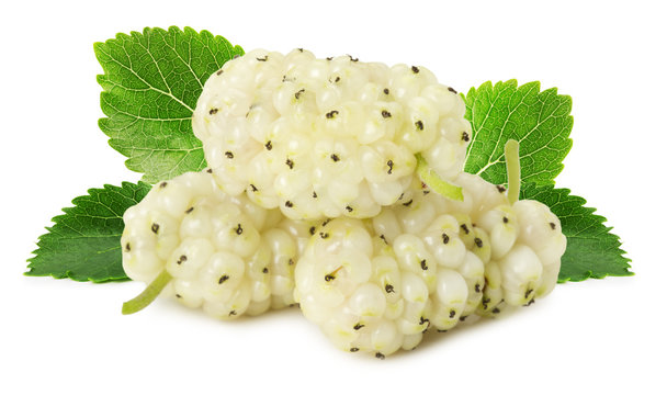 white mulberries isolated on the white background