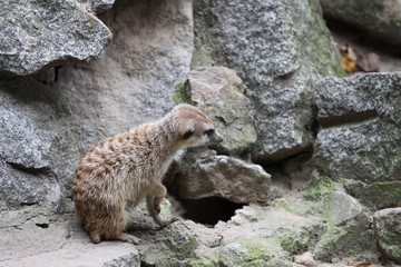 Erdmännchen