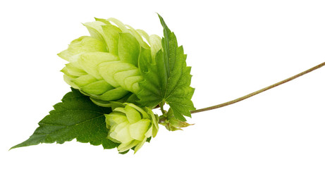 green hops isolated on the white background