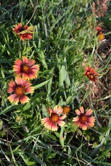 Blanket Flowers in the Beach Dunes-North Florida